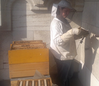 Bienenarbeit am Dom