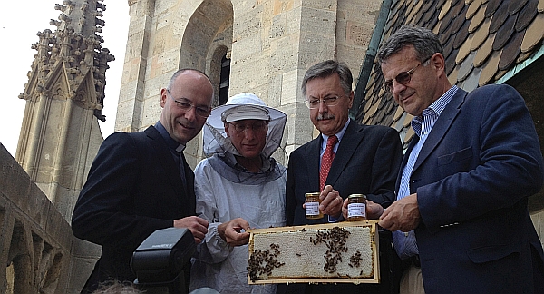 Dombienen haben Besuch